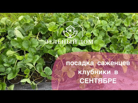 Видео: Нюансы посадки саженцев клубники 🍓 в сентябре 🍁