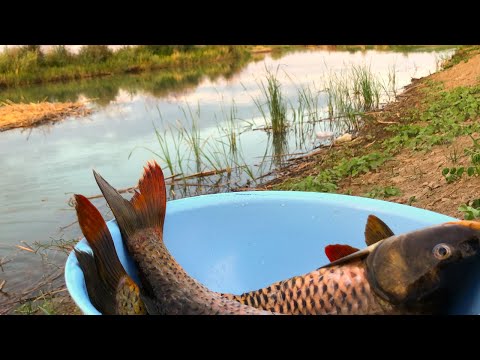 Видео: Дикая рыбалка на новом месте, крупный сазан