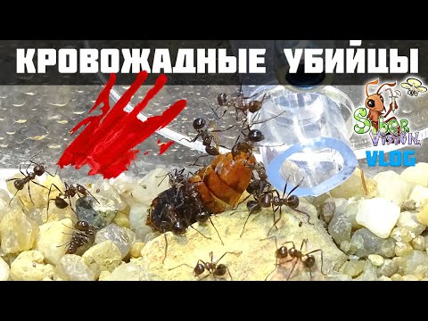 Видео: Новый дом для муравьев Myrmicaria brunnea ● Муравьиный VLOG