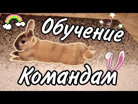 Видео: Как дрессировать кролика? Команды "стоять" и "кружись"