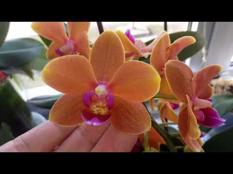 Видео: МОИ ШИКАРНЫЕ МУЛЬТИФЛОРЫ !😍😍😍