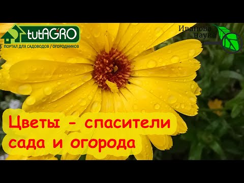 Видео: НАШИ ВЫРУЧАЛОЧКИ! Этот цветок может расти даже НА ЛУНЕ! Сейте их по всему участку.