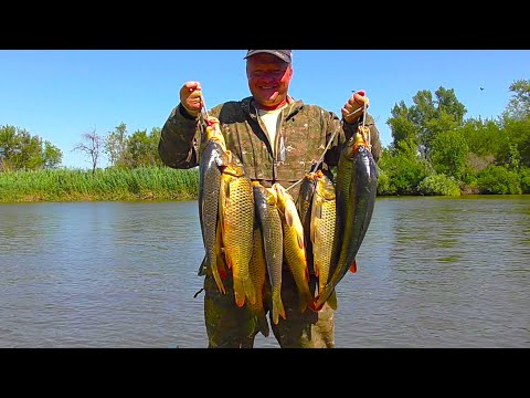 Видео: УДОЧКИ ТРЕЩАЛИ, КАТУШКИ СВИСТЕЛИ!!! САЗАНИЙ ЖОР! РЫБАЛКА-МЕЧТА!