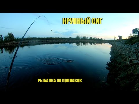 Видео: Ловля крупного СИГА на ВЕЧЕРНЕЙ ЗОРЬКЕ.Рыбалка на поплавок