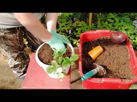 Видео: Высадка ампельной земляники и клубники в кашпо