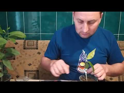 Видео: Щеплення мандарина 🍊з магазина