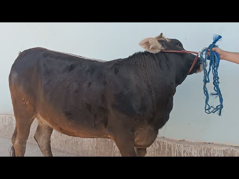 Видео: Як Сар гуночини карпати бугуз аз дехкон номерои сохиби гов 909.1919.36 навори тоза 11.11.25