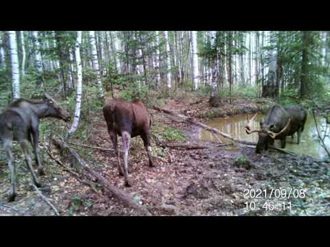 Видео: Брачный период ЛОСЕЙ. Редкие кадры Лосей во время гона на солонце 2021г.