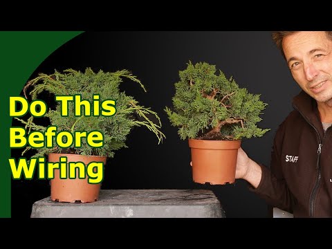 Видео: Подготовка можжевельника к бонсай-обвязке