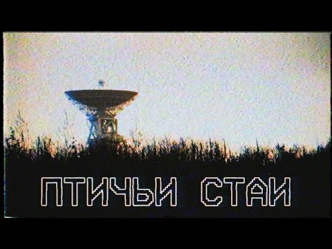 Видео: Страшные истории - Птичьи стаи