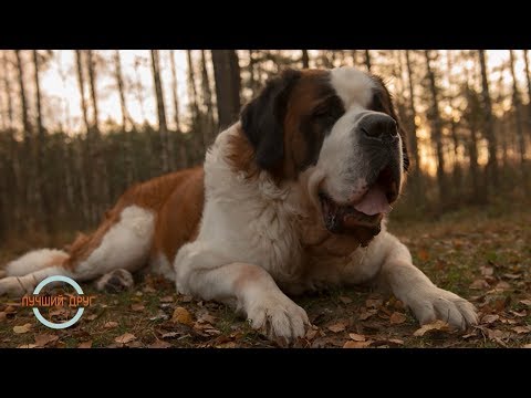 Видео: Лучший друг. Выпуск 18. Сенбернар