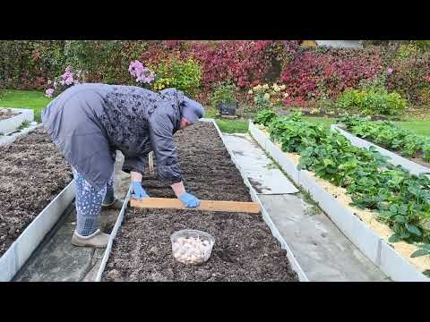 Видео: Быстрая посадка озимого чеснока