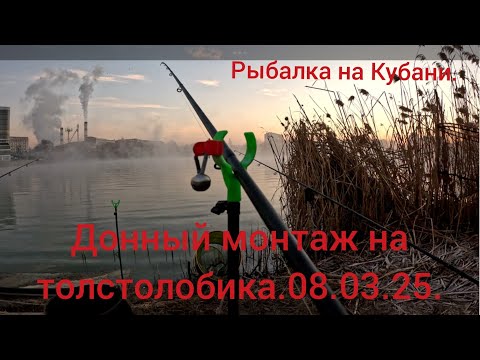 Видео: Рыбалка на Кубани, донный монтаж на толстолобика.08.03.2025.