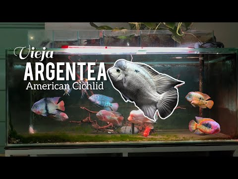 Видео: Приобретите американскую цихлиду Vieja Argentea в Центре декоративных рыб Cimahi