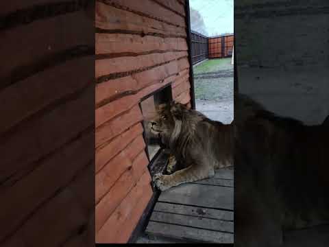 Видео: И снова РАДОСТНАЯ весть от ШЕРХАНА! Минский зоопарк 