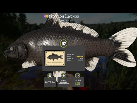 Видео: ПРОВЕРЯЕМ ЛУЧШИЙ ФАРМ СЕРЕБРА и КОИ на МЕДНОМ и ЗА ОСЕТРАМИ на ТУНГУСКУ РУССКАЯ РЫБАЛКА 4 РР4