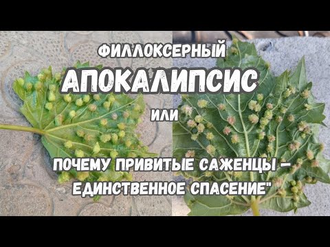 Видео: "Филлоксерный апокалипсис"  почему привитые саженцы — единственное спасение !