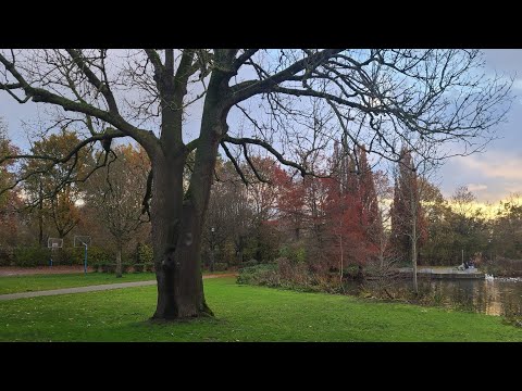 Видео: Собираю материал для нового состава БАРМАТУХИ.  ( Продаю семена томатов)