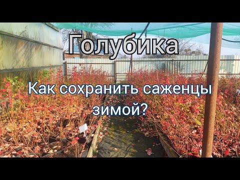 Видео: Голубика, как сохранить саженцы зимой