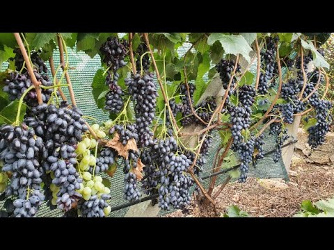 Видео: К-ш Джой 2022