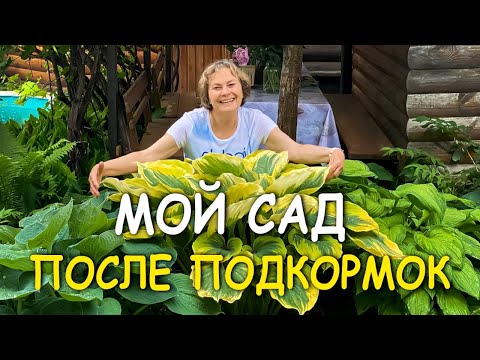 Видео: МОЙ САД  после НАТУРАЛЬНЫХ ПОДКОРМОК