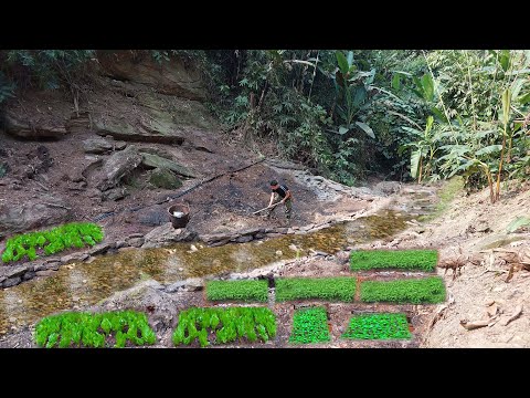 Видео: Изградба на органска градина со зеленчук во планините и берба на пазарот.