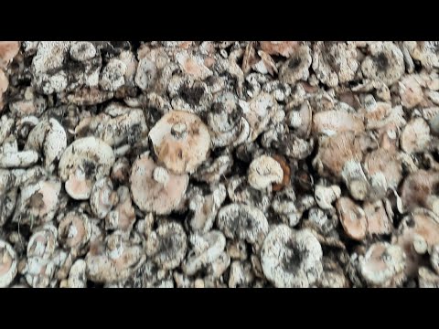 Видео: Грибы грузди в алматы! Самый урожайный год СОТНИ КГ!!!