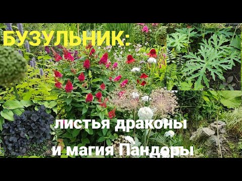 Видео: Самая красивая будлея и бузульники, которых Вы никогда не видели.