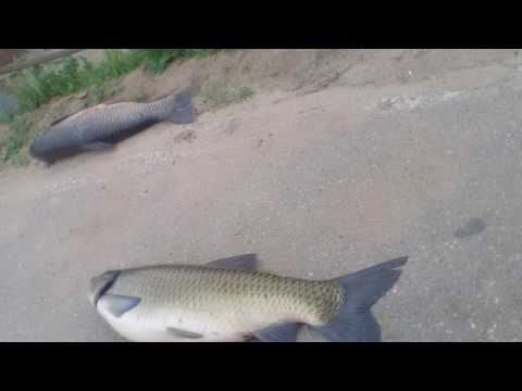 Видео: белый амур на Десногорском водохранилище.