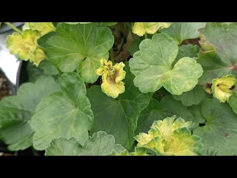 Видео: Ожог пеларгоний после обработки!!!