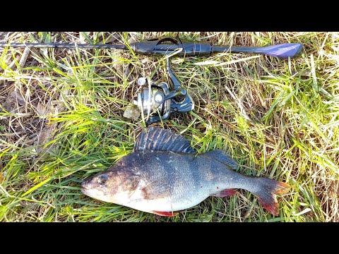 Видео: "Песня ручья" или Shimano Soare X-Tune на минималках. Спиннинг для микроджига с AliExpress.