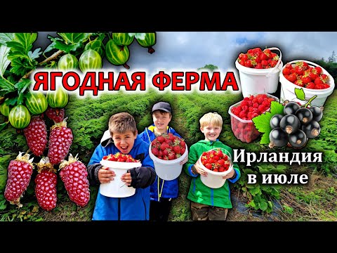 Видео: Ирландия/Ягодная ферма/Как выращивают и где собирают ягоды/Цены/Lambert's "Pick Your Own" Fruit Farm