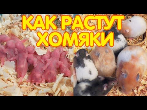 Видео: Сирийские хомяки от 0 до 4 недель. Как растут хомяки