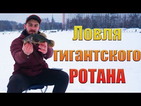 Видео: Ловля гигантского РОТАНА.  Секреты по ловле крупного ротана. Ротан не лезет в лунку!!!