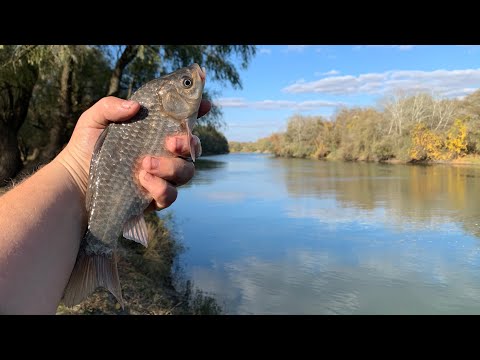 Видео: Хеви фидер на реке Турунчук / Активный клёв карася / Троицкое 27.10.2021