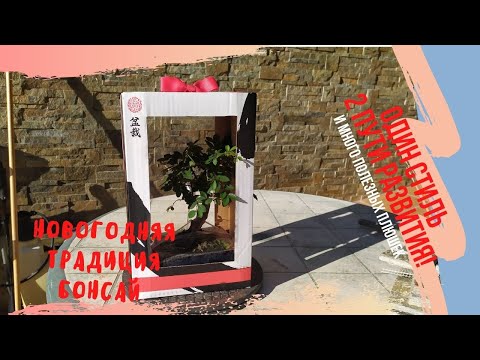Видео: Бонсай из торгового центра - как правильно выбрать? Бонсай Фукинагаши - согнутый ветром(Fukinagashi)