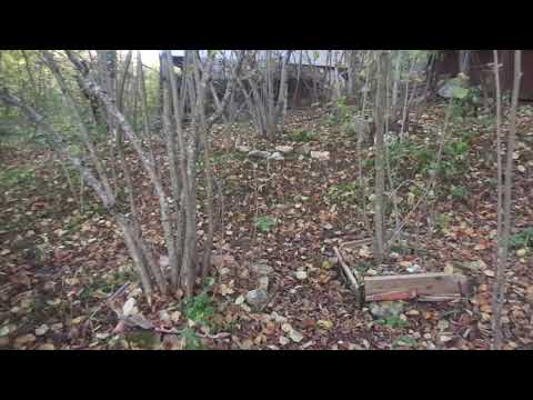 Видео: Лещину гуще сажай, будет урожай. Голод не страшен.