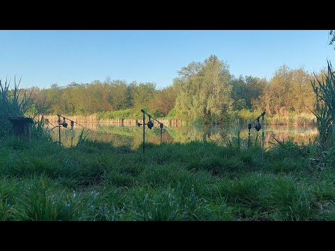 Видео: Лов коропа на річці.