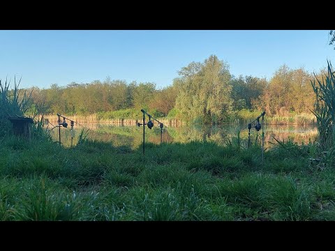 Видео: Лов коропа на річці.