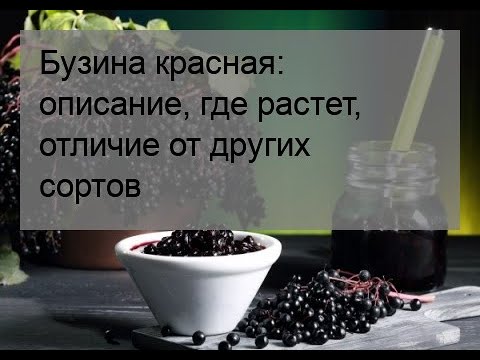 Видео: Бузина красная: описание, где растет, отличие от других сортов