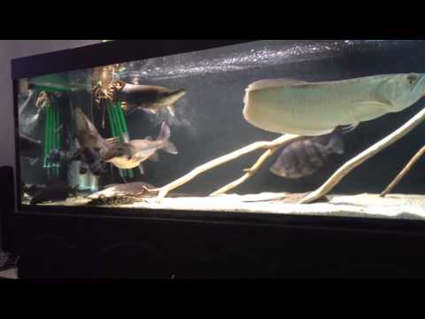 Видео: Интерактивный аквариумный туризм Сезон 2 Выпуск 1(Настоящие монстры)