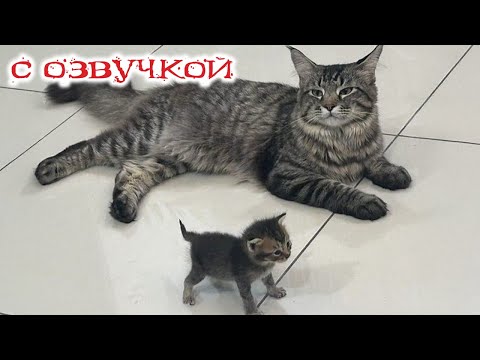Видео: Приколы с котами! С ОЗВУЧКОЙ! Самые смешные животные! СМЕШНЫЕ КОТЫ! УГАР!
