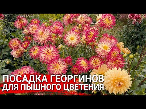 Видео: Посадка георгинов для пышного цветения