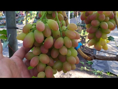 Видео: Виноградное АССОРТИ в сентябре 2025г.  Часть 2