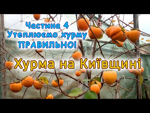 Видео: Підготовка саджанця хурми до зими. Огляд врожаю хурми Східної