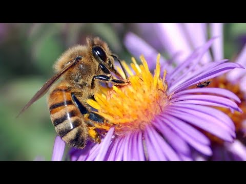 Видео: Изоляция маток , плюсы и минусы. #изолятор#хмарапётр#малыхинвладимир