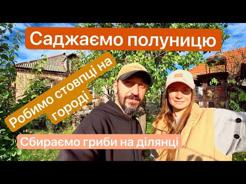 Видео: Саджаємо полуницю , робимо навіс на городі, збираємо гриби на ділянці