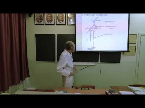 Видео: Нервная ткань