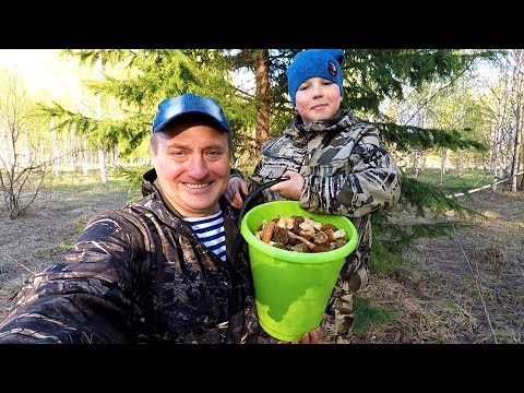 Видео: Собираем Грибы "Сморчки" - их Просто Тьма! Открытие Грибного Сезона!