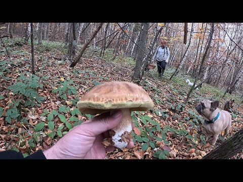 Видео: ГРИБ Є АЛЕ ТРУДОВИЙ👣! 31-го в ЛІС ПО ГРИБИ🍄БІЛІ, ЧЕРВОНЯКИ, ОПЕНКИ..